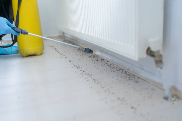 Best Wasp Removal Services  in Hapeville, GA